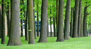 Usuwanie drzew i krzewów po nowemu 