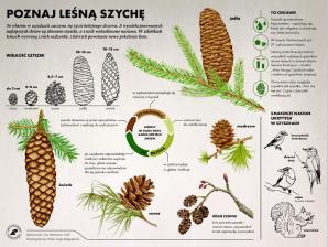 [VIDEO] Wielkie szyszkobranie na Roztoczu