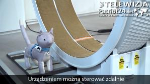 [VIDEO] Koreańska firma chce rozwiązać problem nadwagi u domowych kotów. Ponad połowa z nich ma zbyt dużą masę ciała