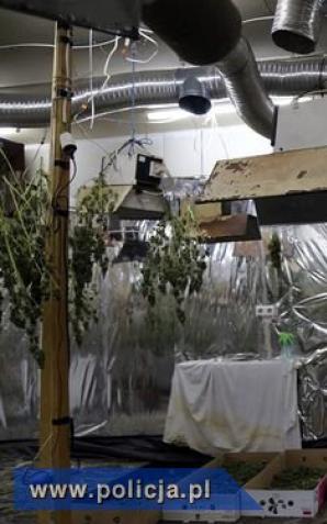 Warszawa: Plantacja marihuany w zakładzie pogrzebowym. Narkotyki przy zwłokach 
