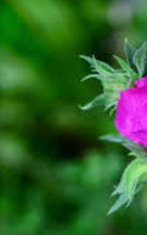 Czystek - oczyści ze wszystkich toksyn i niepokojów