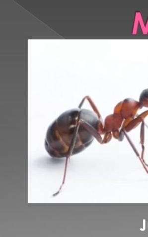 Mrówki - ile o nich wiemy?