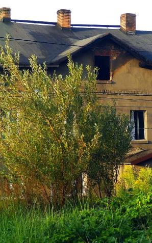 Mikołów: Tragiczny pożar w budynku. Trzy ofiary! Doszło do podpalenia?