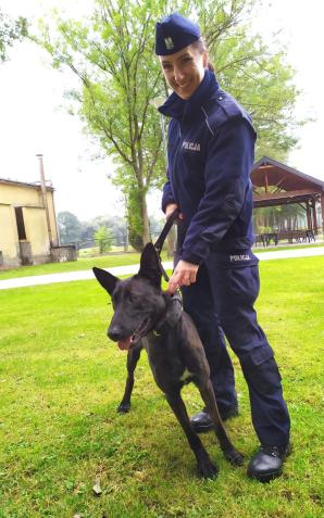 Owczarek Rewers i Owczarek Rudna na szkoleniu w policyjnej psiej szkole