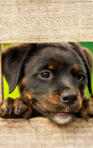 [VIDEO] Ukraińskie psy i koty trafiają do nowych domów w Europie. Od początku wojny udało się uratować już ponad 1 tys. czworonogów