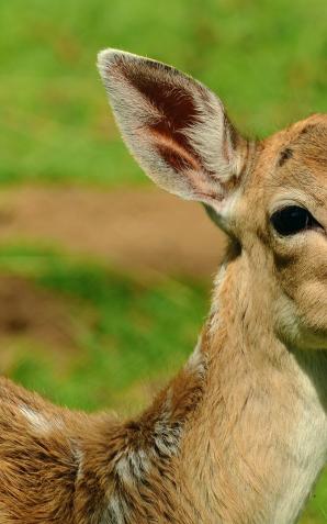 Ach ta Małopolska. Dobił sarnę młotkiem
