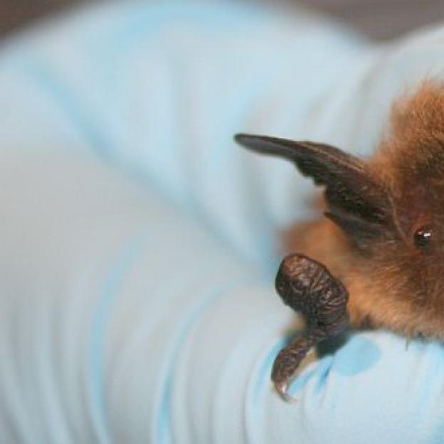 Policzyli maleńkie nietoperze