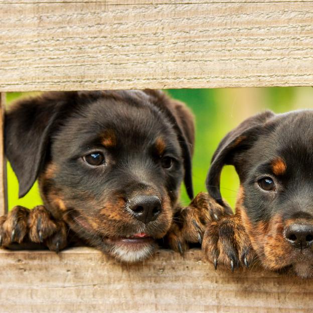 [VIDEO] Ukraińskie psy i koty trafiają do nowych domów w Europie. Od początku wojny udało się uratować już ponad 1 tys. czworonogów
