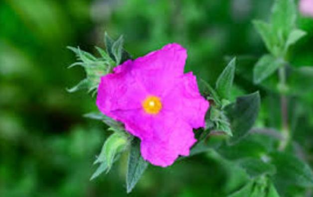 Czystek - oczyści ze wszystkich toksyn i niepokojów