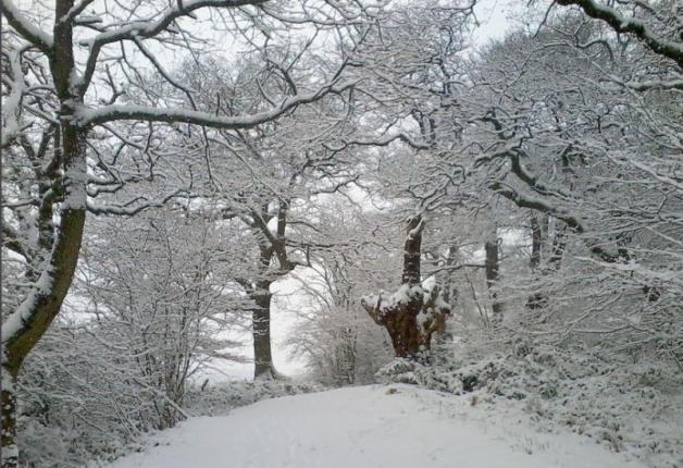 Usuwanie drzew i krzewów po nowemu 