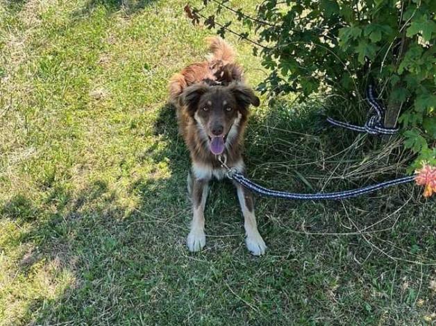 Przywiązał psa na MOP i zostawił. Policjanci poszukują właściciela psa