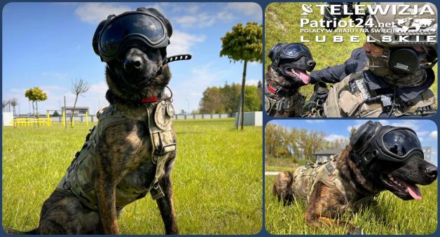 [VIDEO] Benji - Niezastąpiony czworonożny kontrterrorysta: Nowy sprzęt, nowe wyzwania